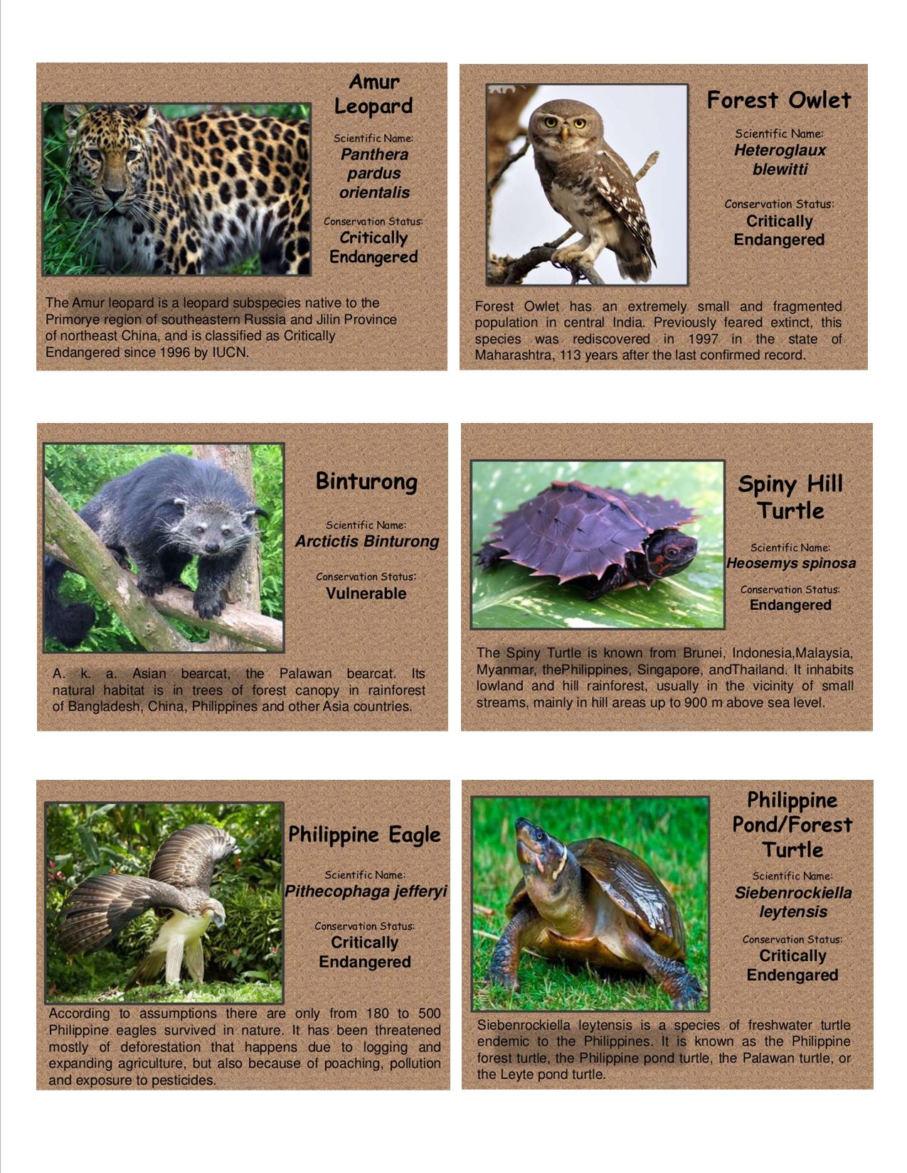 Endangered Animals Collection – Pixel Search Help Blog